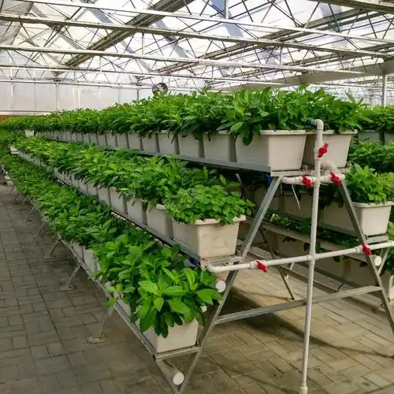 三明市植物工厂气雾培 - 哪里好