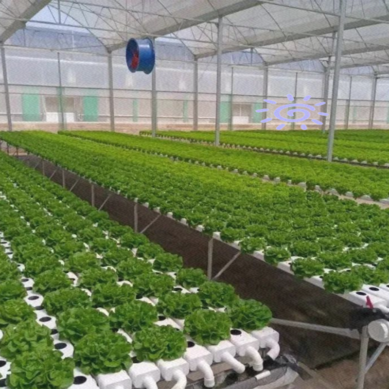 三明市水培蔬菜水培蔬菜 - 方案